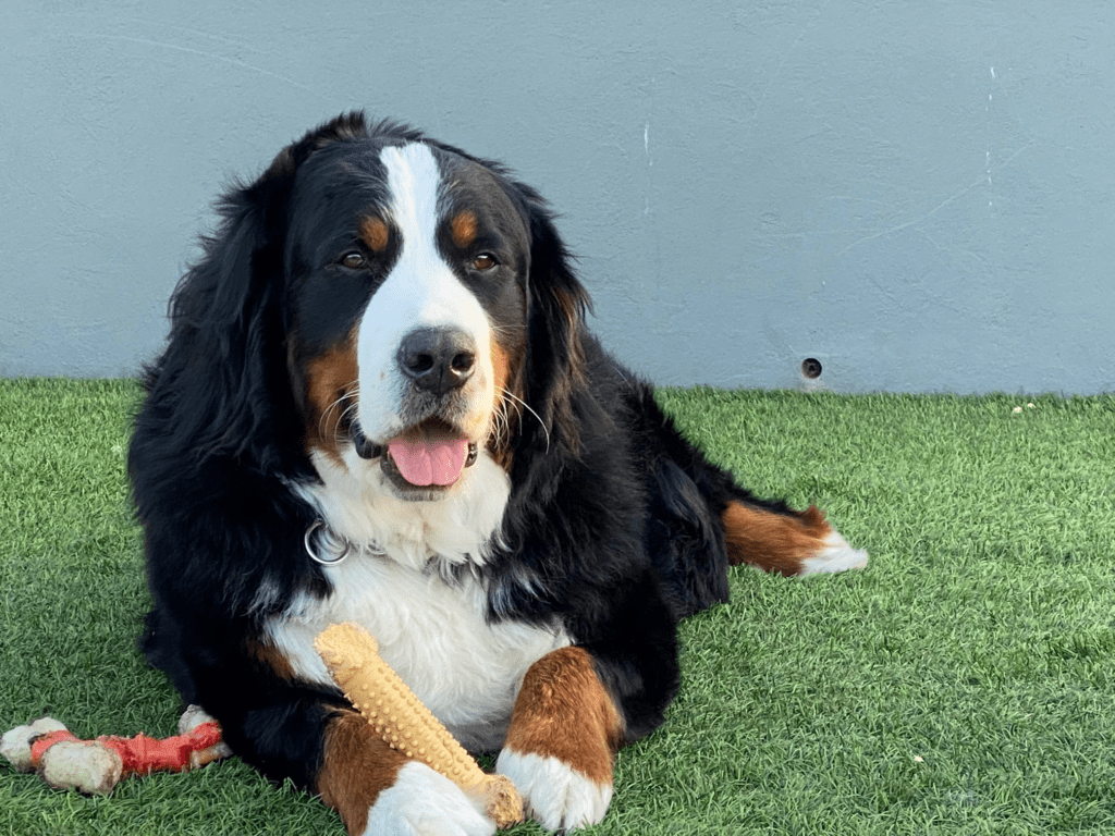 different-dog-personalities-Bernese-Mountain-Dog