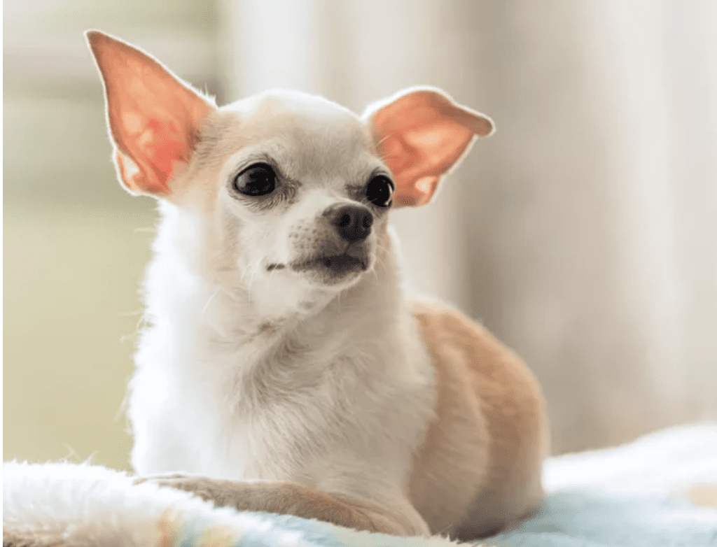 image-of-Chihuahua