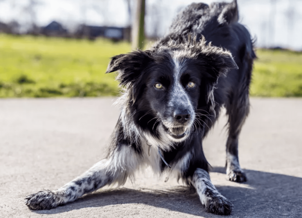 different-dog-personalities-border-collie