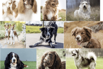 different-dog-personalities