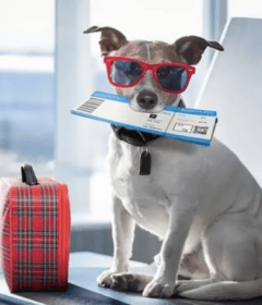 facts-about-pet-air-travel