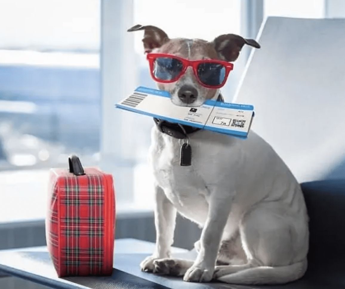 facts-about-pet-air-travel