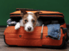 travel-with-your-pet-safely
