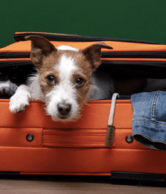 travel-with-your-pet-safely