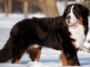 the-larget-bernese-mountain-dog-brutus
