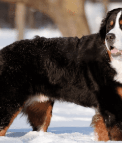 the-larget-bernese-mountain-dog-brutus