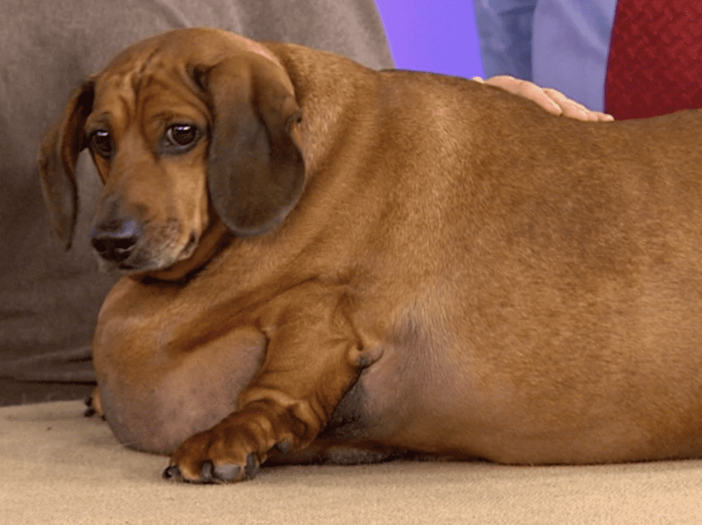 help-your-pet-shed-pounds-dog-obesity