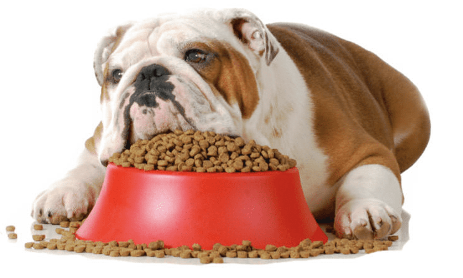 help-your-pet-shed-pounds