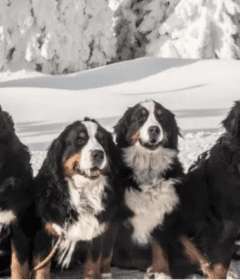 Bernese-Mountain-Dog-Parade-in-Breckenridge-CO