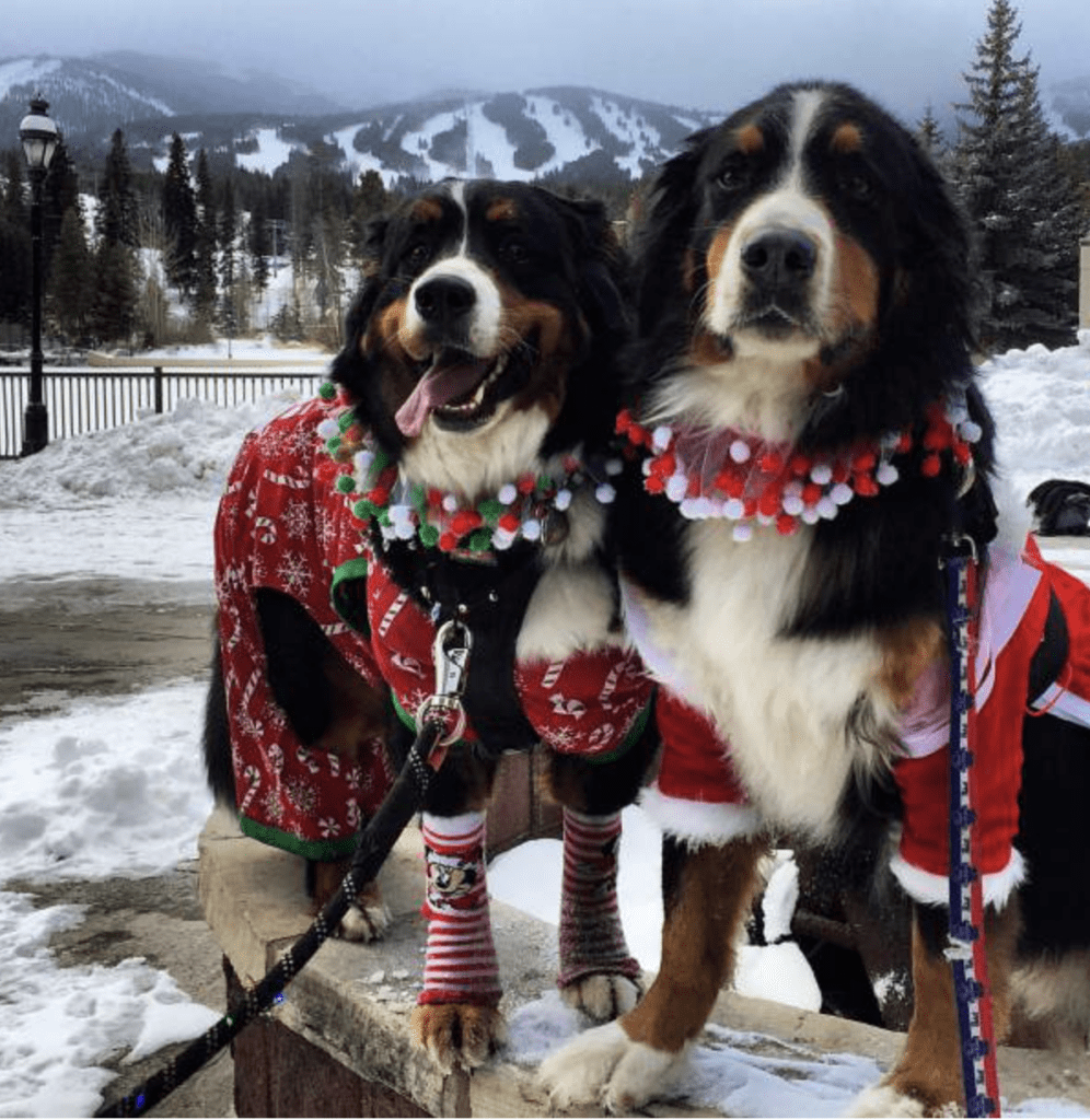 Bernese-Mountain-Dog-Parade-in-Breckenridge -Berners-in-Costume