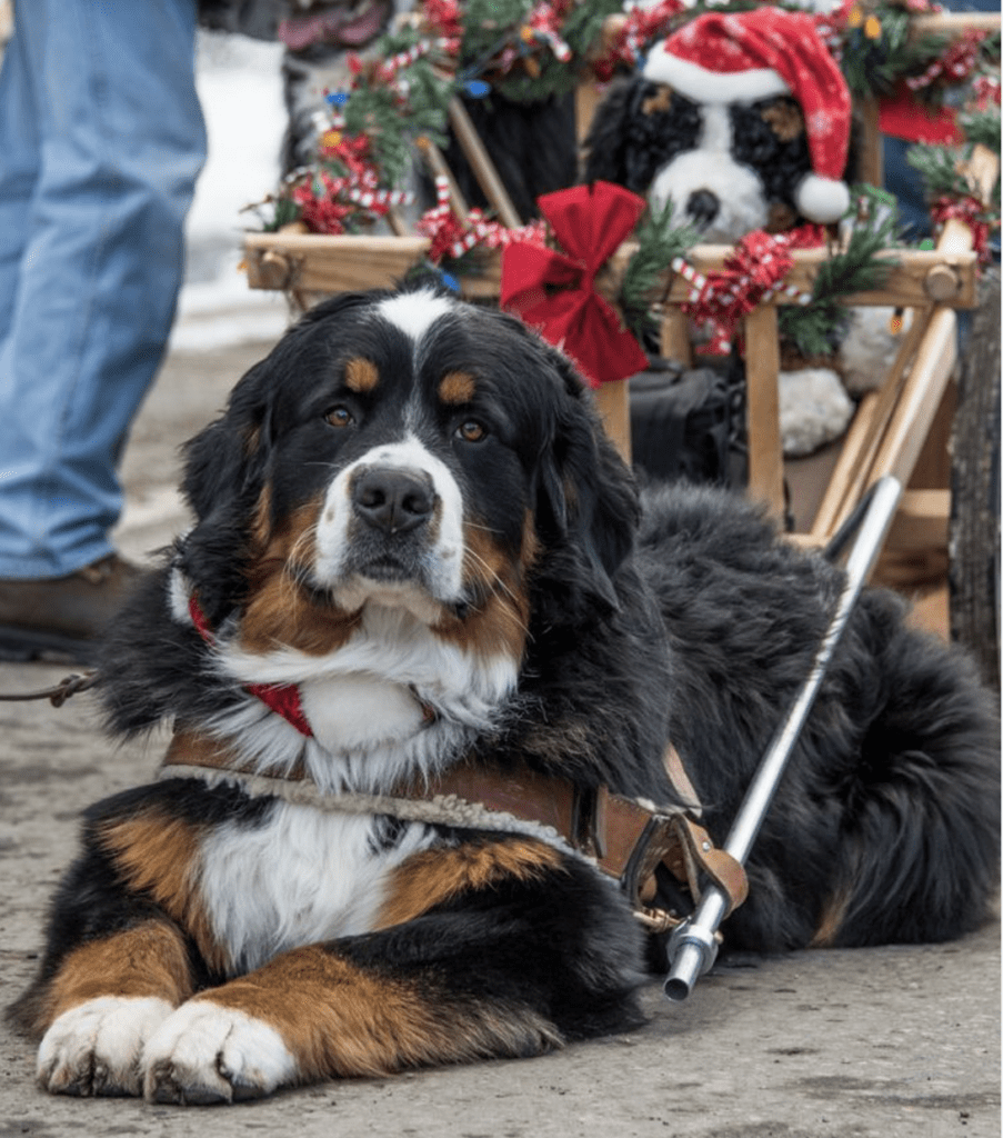 Bernese-Mountain-Dog-Parade-in-Breckenridge -Berner-Pulling-a-Cart