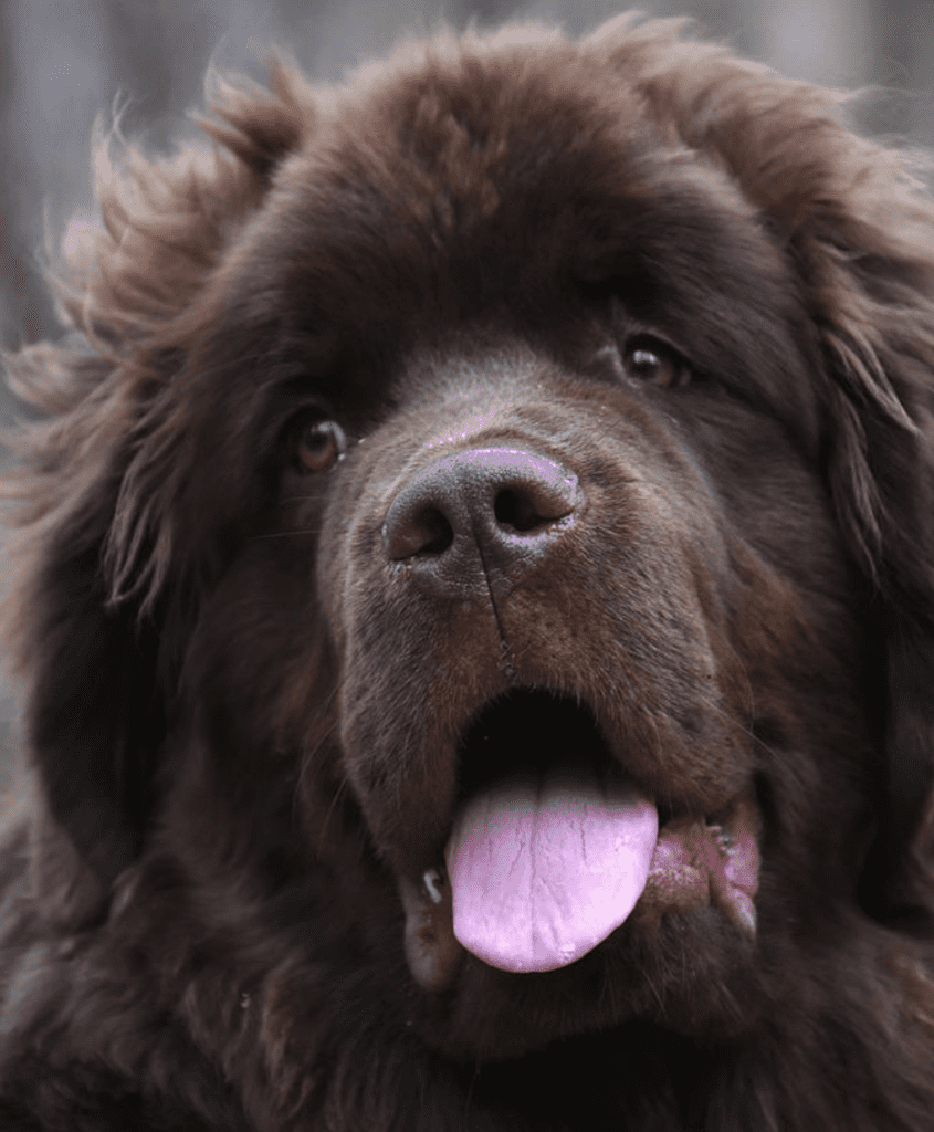 newfoundland-dogs-puppies-exercise
