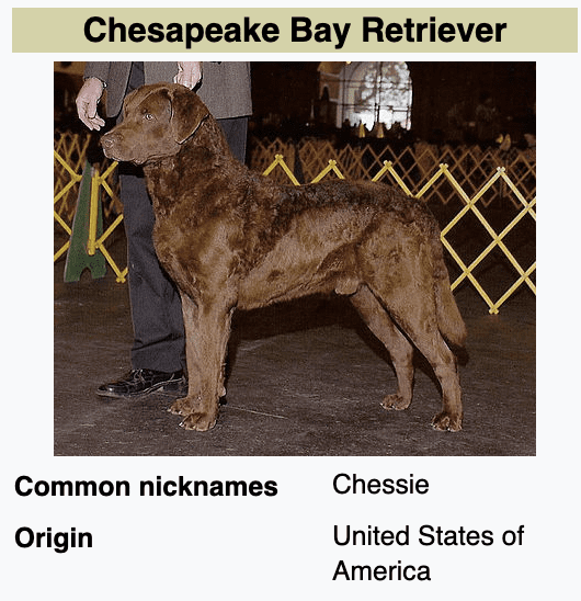 Types-of-Retriever-Breeds-Chesapeake-Bay-Retrievers