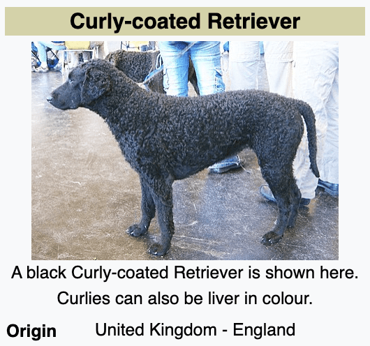 Curly-Coated-Retriever