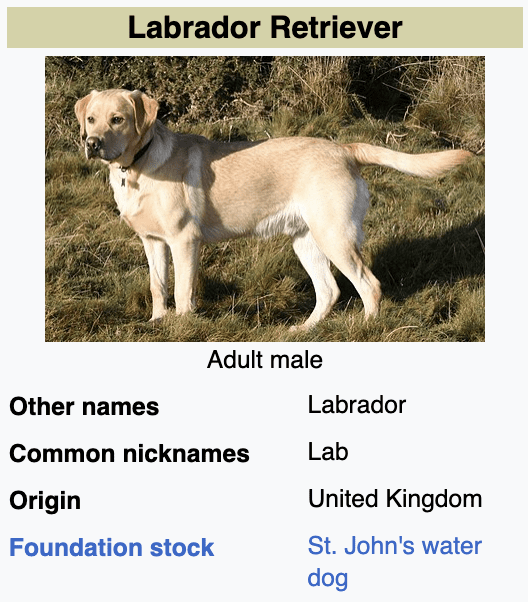 Types-of-Retriever-Breeds-Labrador-Retriever