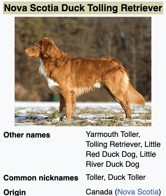 Types-of-Retriever-Breeds-Nova-Scotia-Duck-Tolling-Retriever