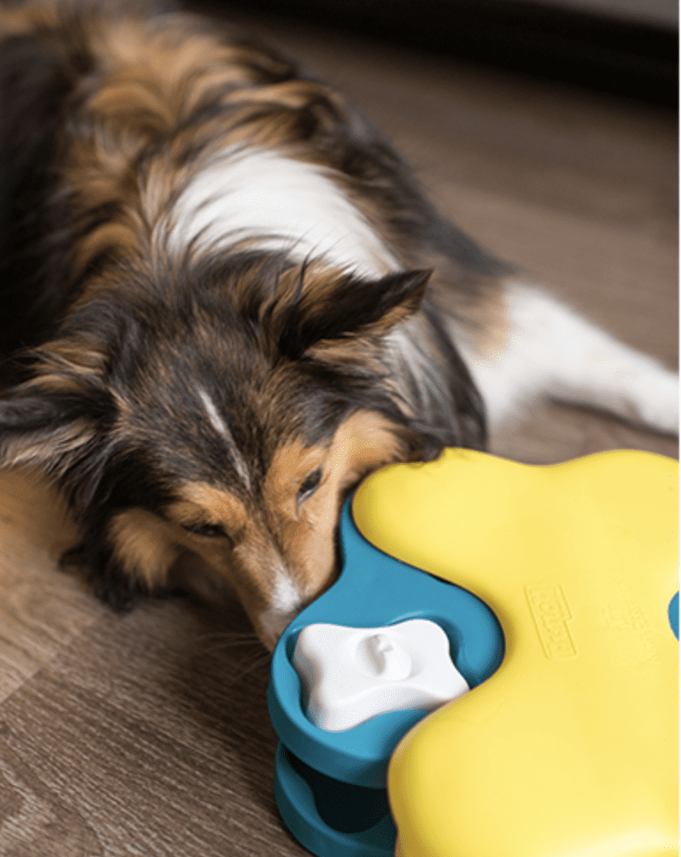 Pet-Separation-Anxiety-Worsened-Puzzle-Toys-Enrichment-Activities