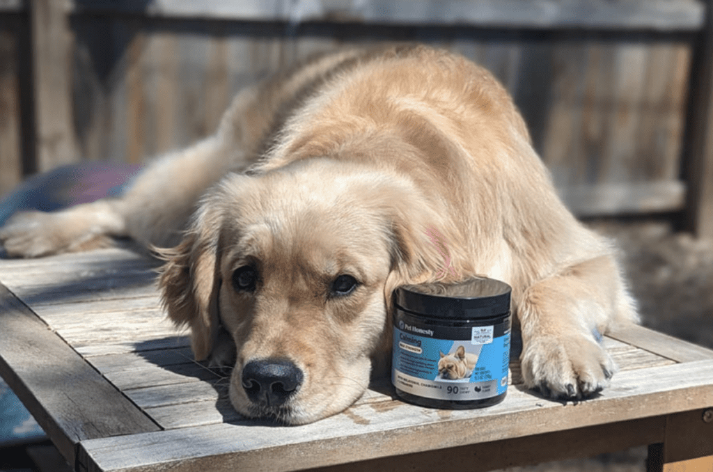 Pet-Separation-Anxiety-Worsened-calming-supplements