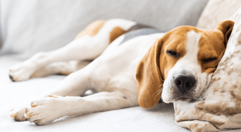 Calming-Music-or-White-Noise-Machines-for-dogs
