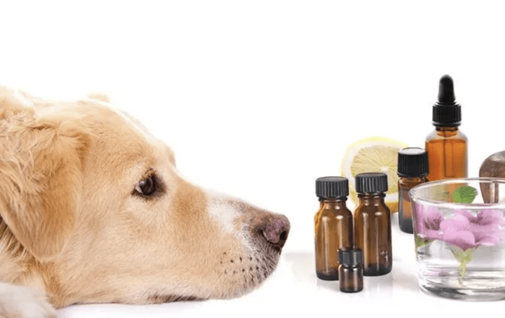 Pet-Separation-Anxiety-Worsened-Aromatherapy-Essential-Oils