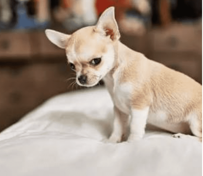 most-popular-dog-breed-chihuahua
