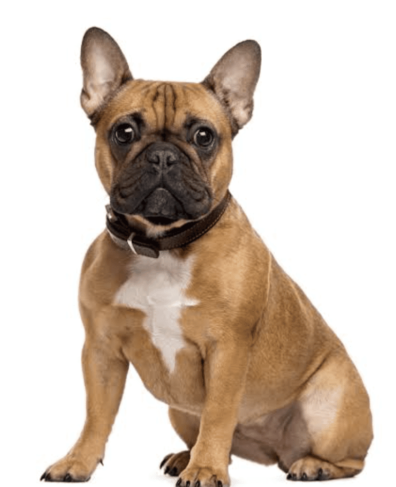 image-of-french-bulldog-brown