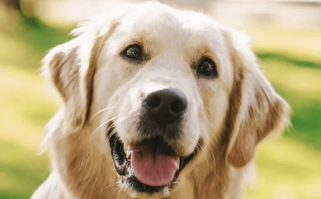 most-popular-dog-breed-golden-retriever