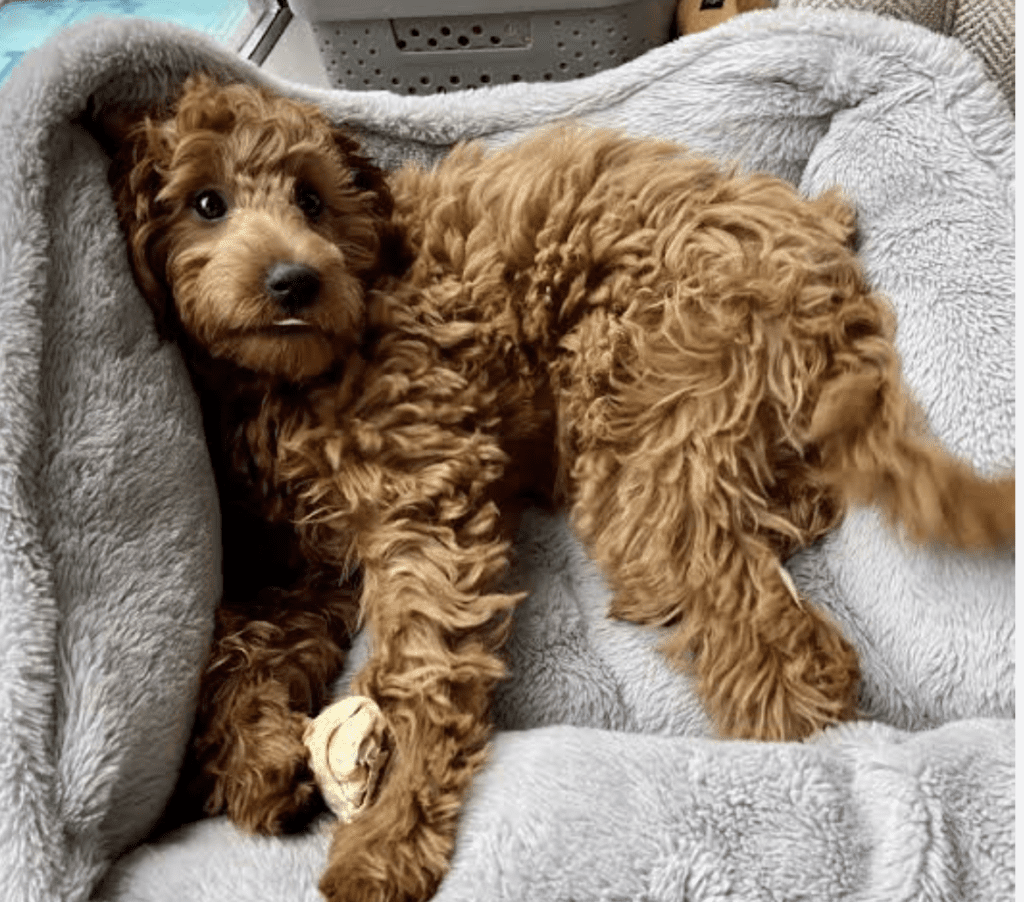 image-ofgoldendoodle-laying-down