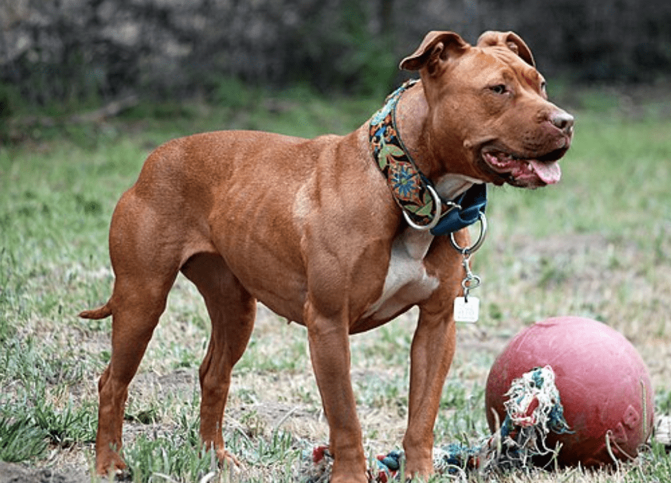 image-of-american-pit-bull-terrier-standing-ball