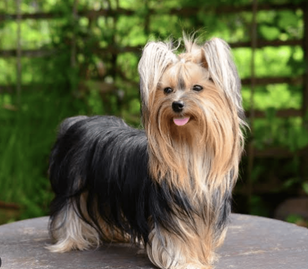most-popular-dog-breed-Yorkshire-Terrier