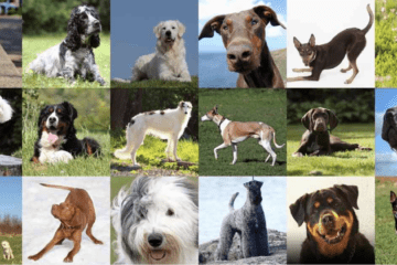most-popular-dog-breed