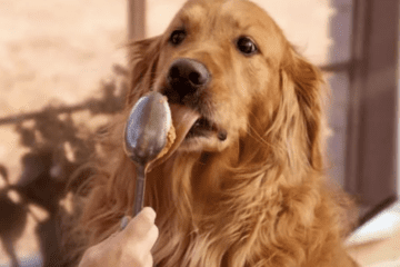 can-dogs-eat-peanut-butter