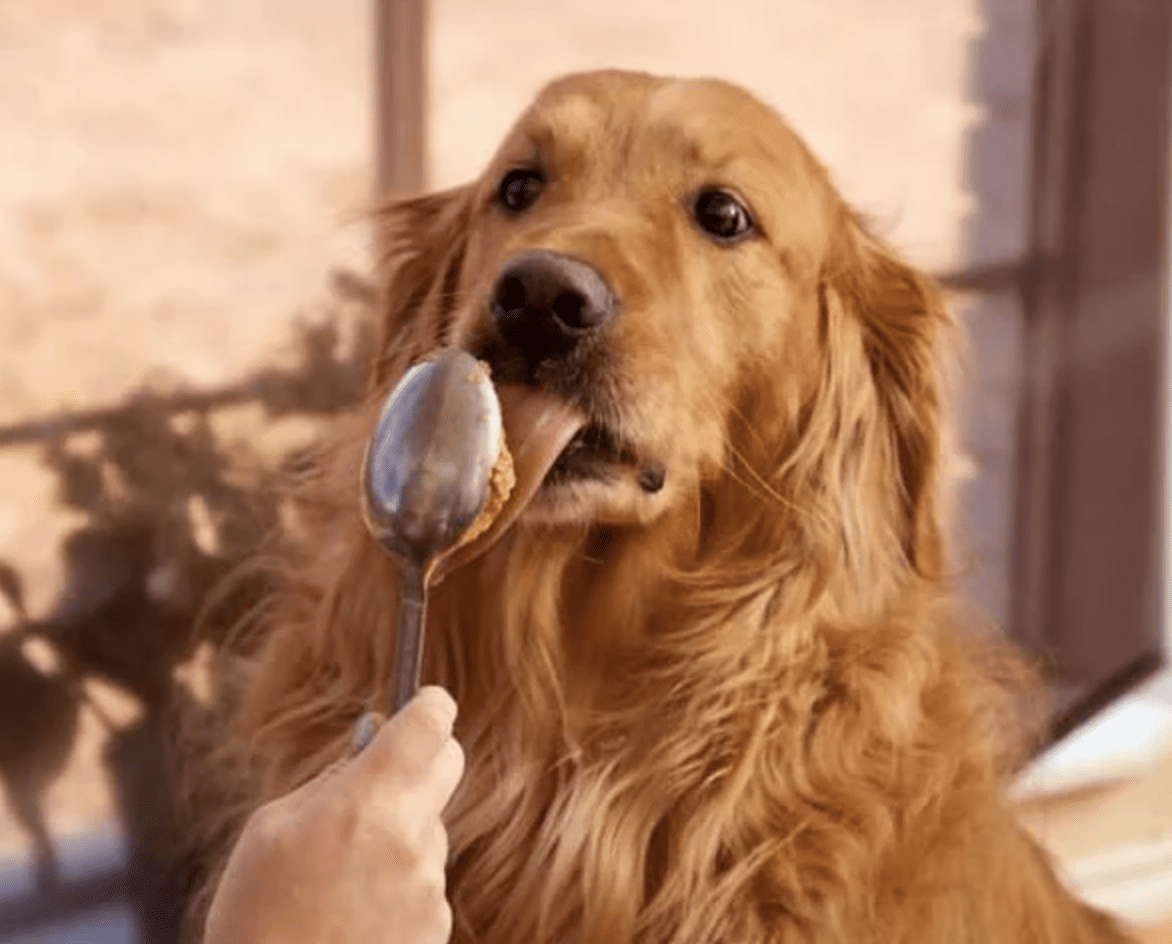 can-dogs-eat-peanut-butter