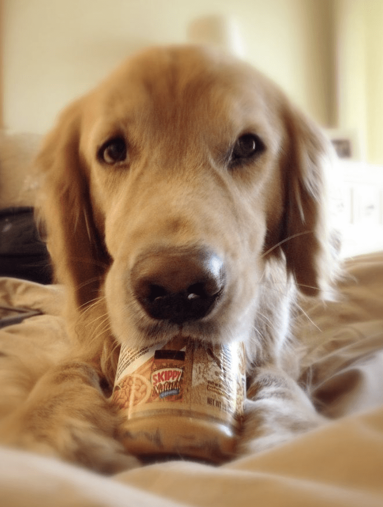  can-dogs-eat-peanut-butter-every-day