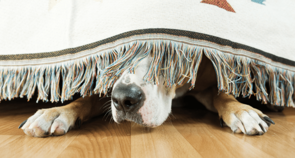 image-of-dog-playing-hide-and-seek