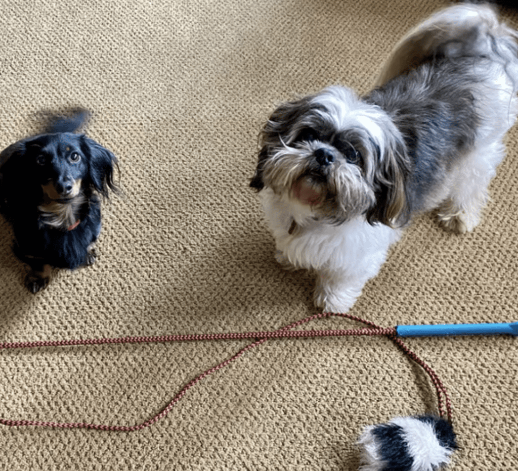 Games-to-Play-With-Your-Dog-Toy-on-a-String-or-Rope