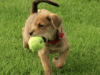 games-to-play-with-your-dog