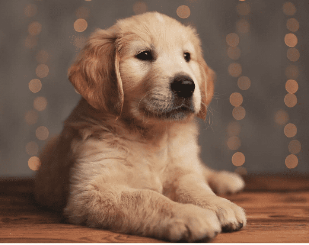 easiest-puppies-to-raise-Golden-Retriever-Puppies