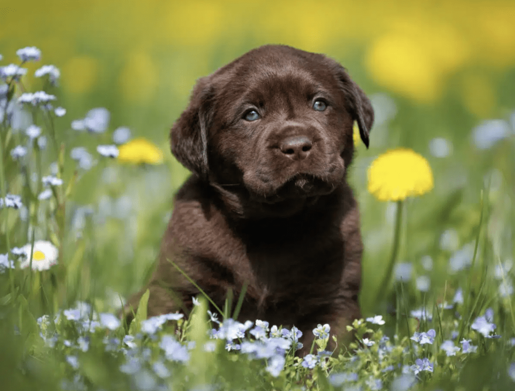 image-of-Labrador-Retriever-Pups