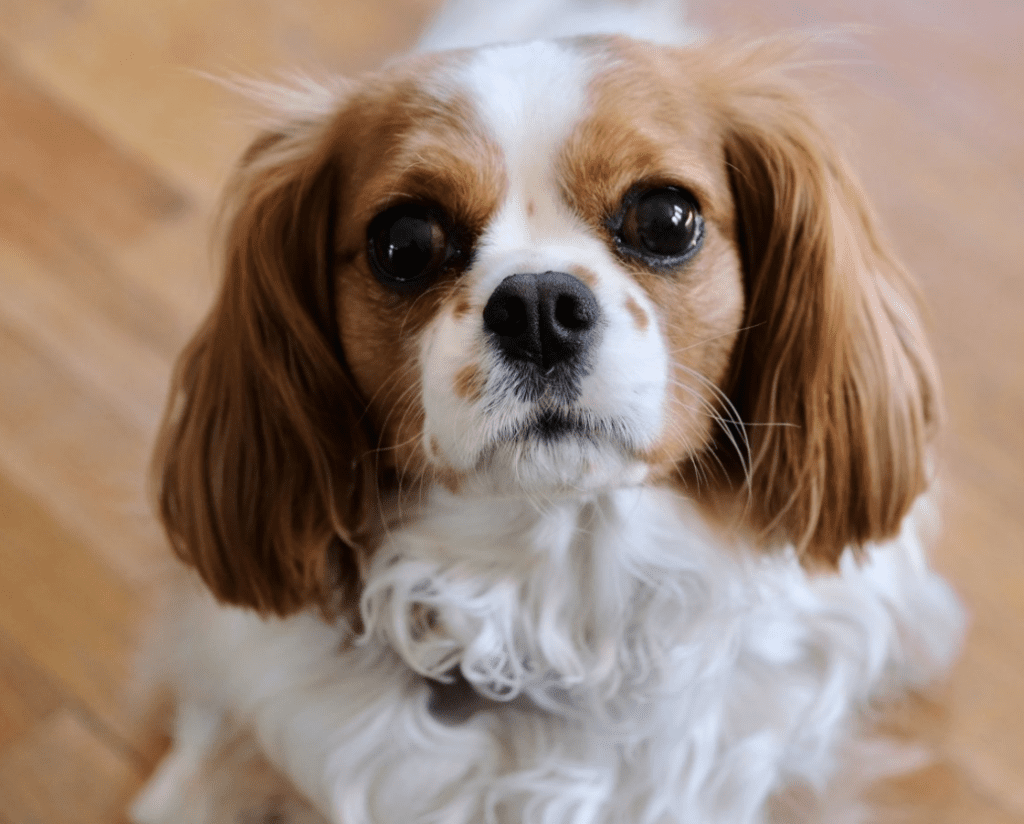 easiest-puppies-to-raise-Cavalier-King-Charles-Spaniel