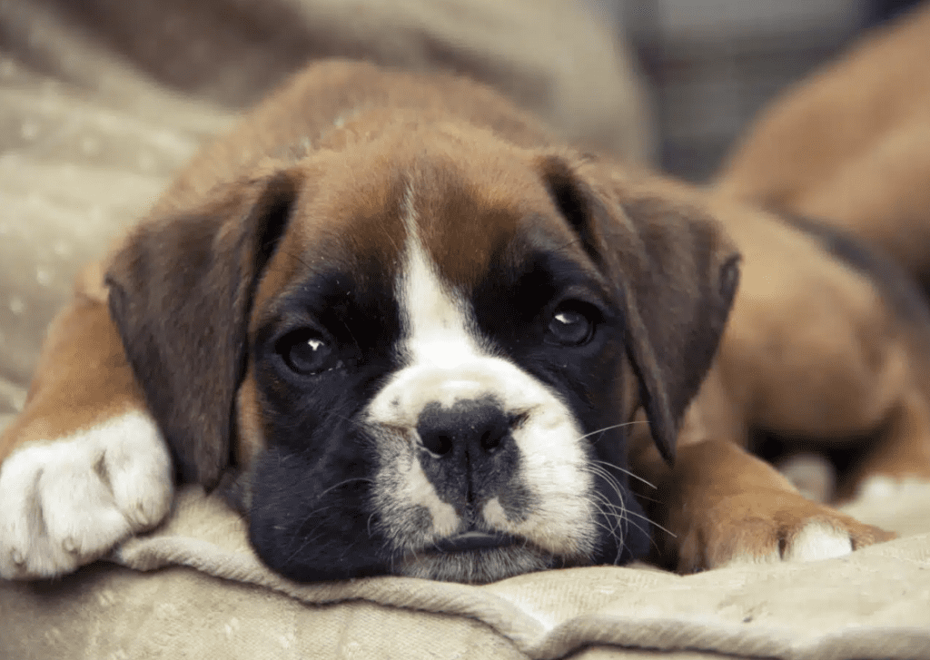 image-of-Boxer-Pups