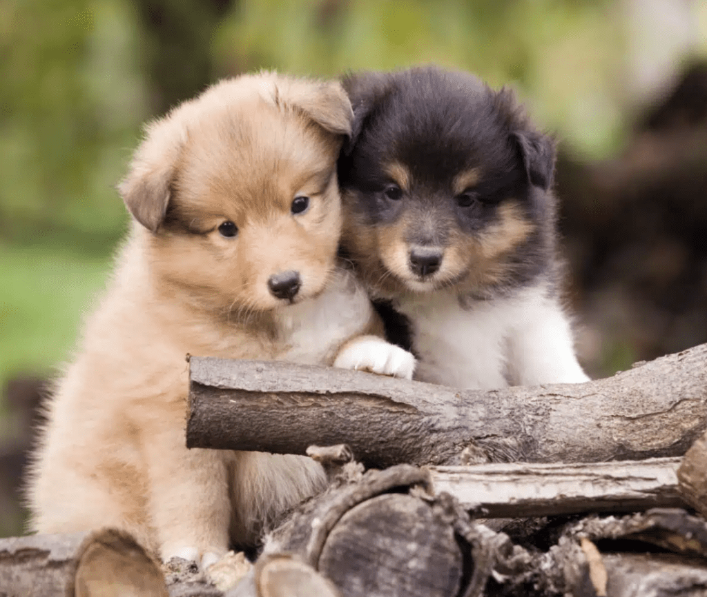 easiest-puppies-to-raise-Shetland-Sheepdog-Puppies