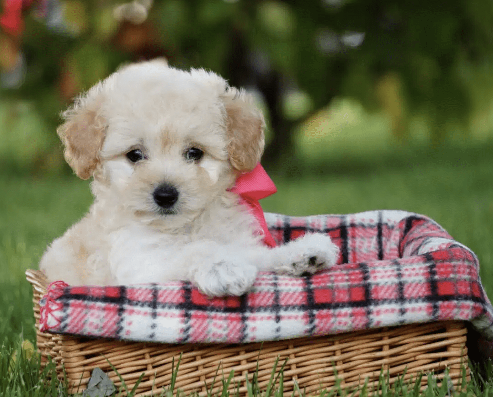 image-of-Standard-Miniature-Toy-Poodle-Pups