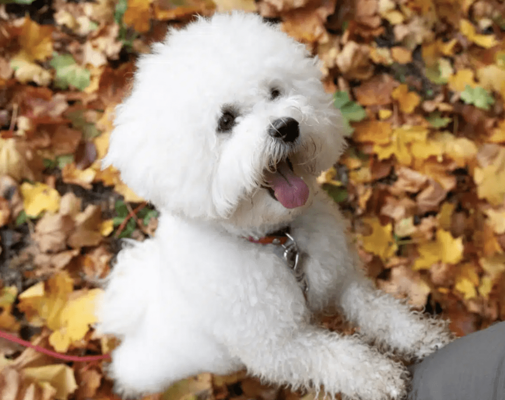 easiest-puppies-to-raise-Bichon-Frise-Puppies