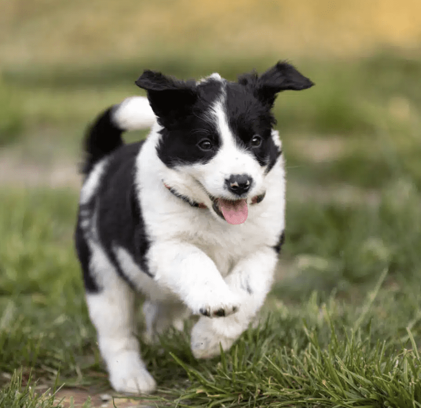 image-of-Border-Collie-Pups