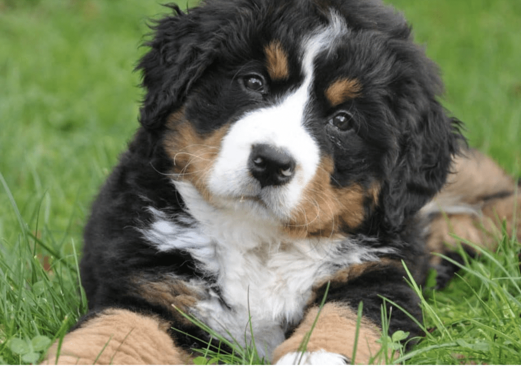 easiest-puppies-to-raise-Bernese-Mountain-Dog-Puppies