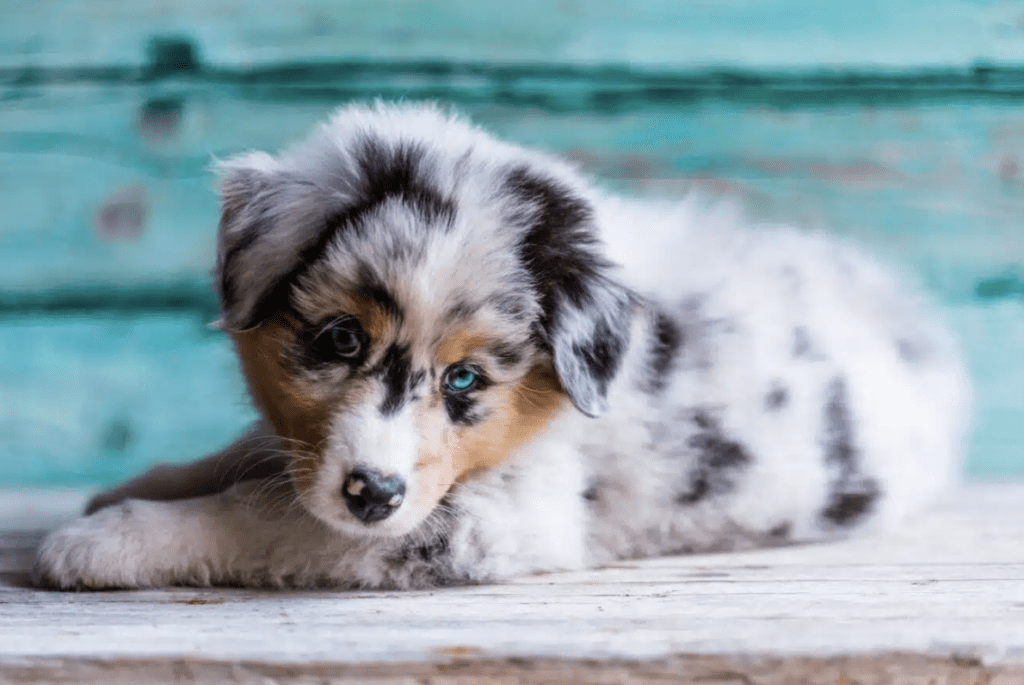 easiest-puppies-to-raise-Australian-Shepherd-Puppies