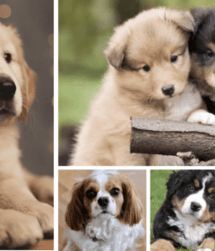 easiest-puppies-to-raise