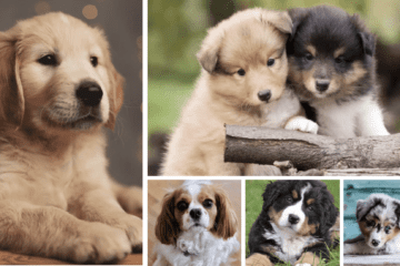 easiest-puppies-to-raise