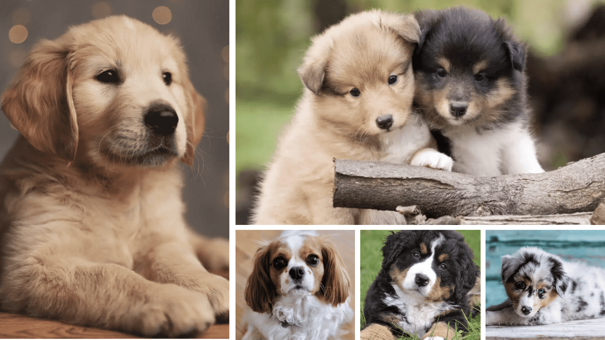 easiest-puppies-to-raise